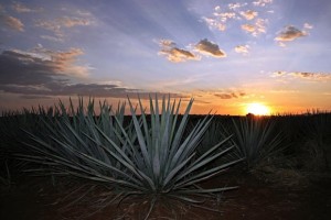 agave_atardecer