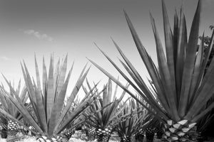 Agave