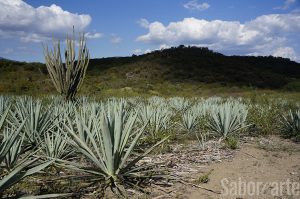 Agave