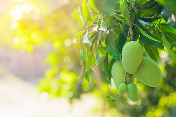 Cultivo del mango