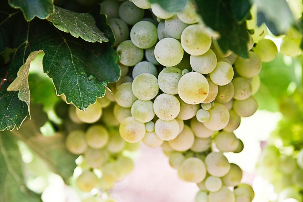 vendimia-vino-uvas-blancas