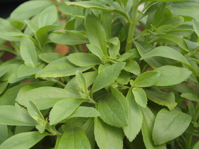 Saborearte_Stevia_2