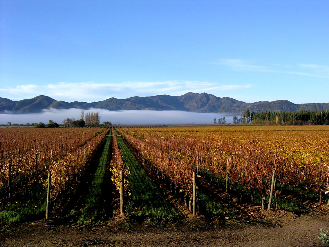 Los-Vascos-Vineyard