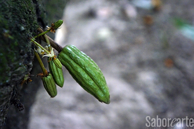 Cacao copia