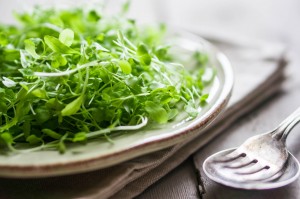 Raw sprouts(microgreens) on wooden background