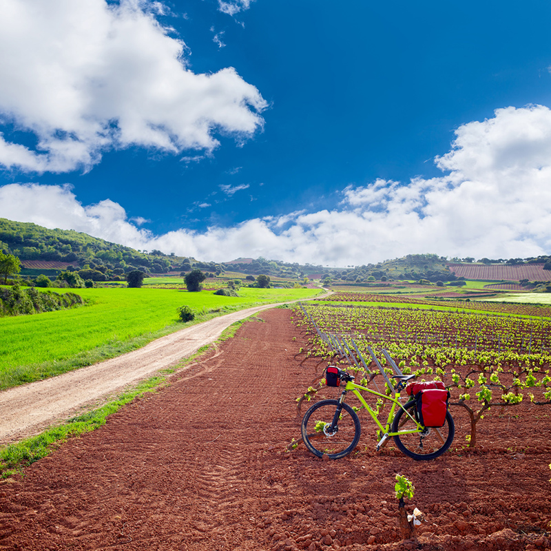 Viñedos La Rioja