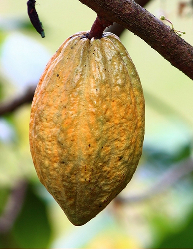 El Cacao img