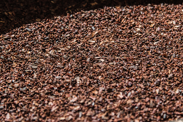 Cacao en la Planta Cacao Barry Callebaut