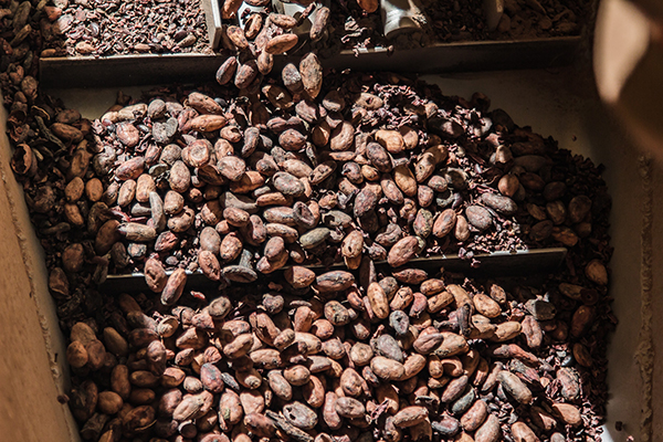 Semillas de cacao en Planta Cacao Barry Callebaut