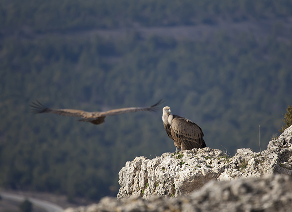 Fauna ,Segovia, Castilla y León.