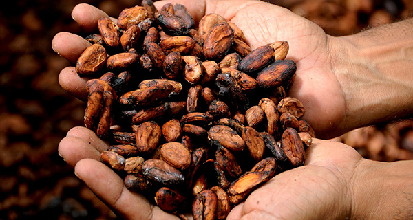 semillas-de-cacao
