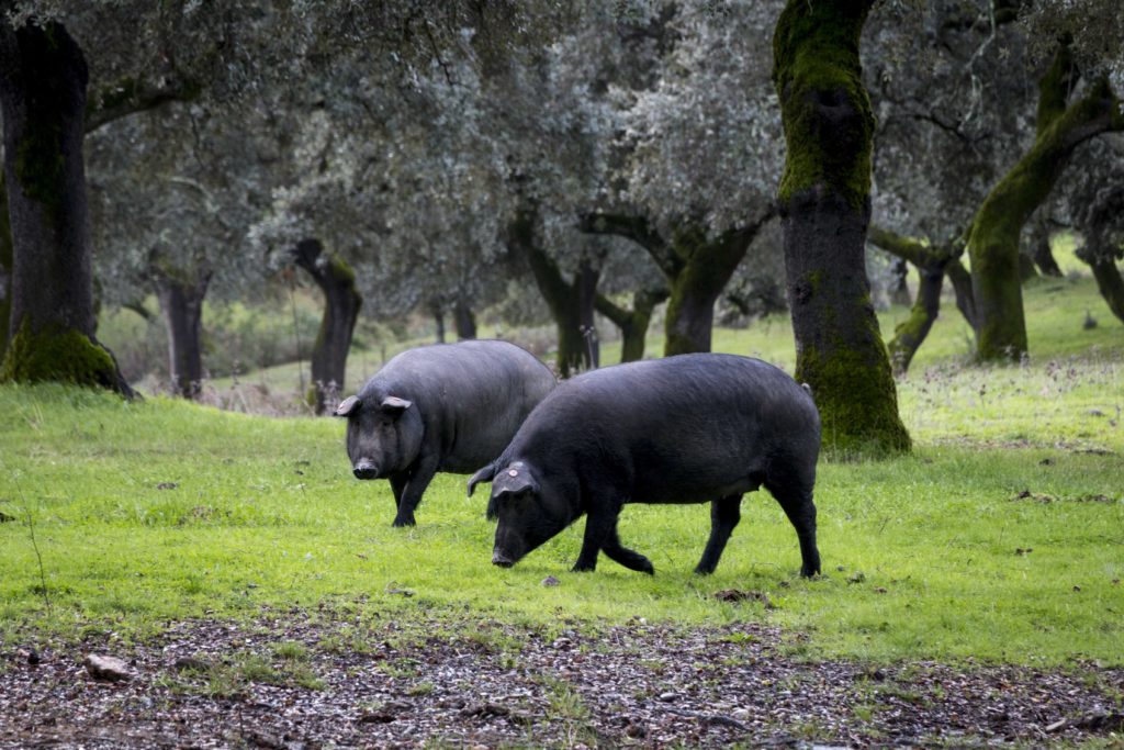 jamon-iberico-cinco-jotas-cerdos-ibericos