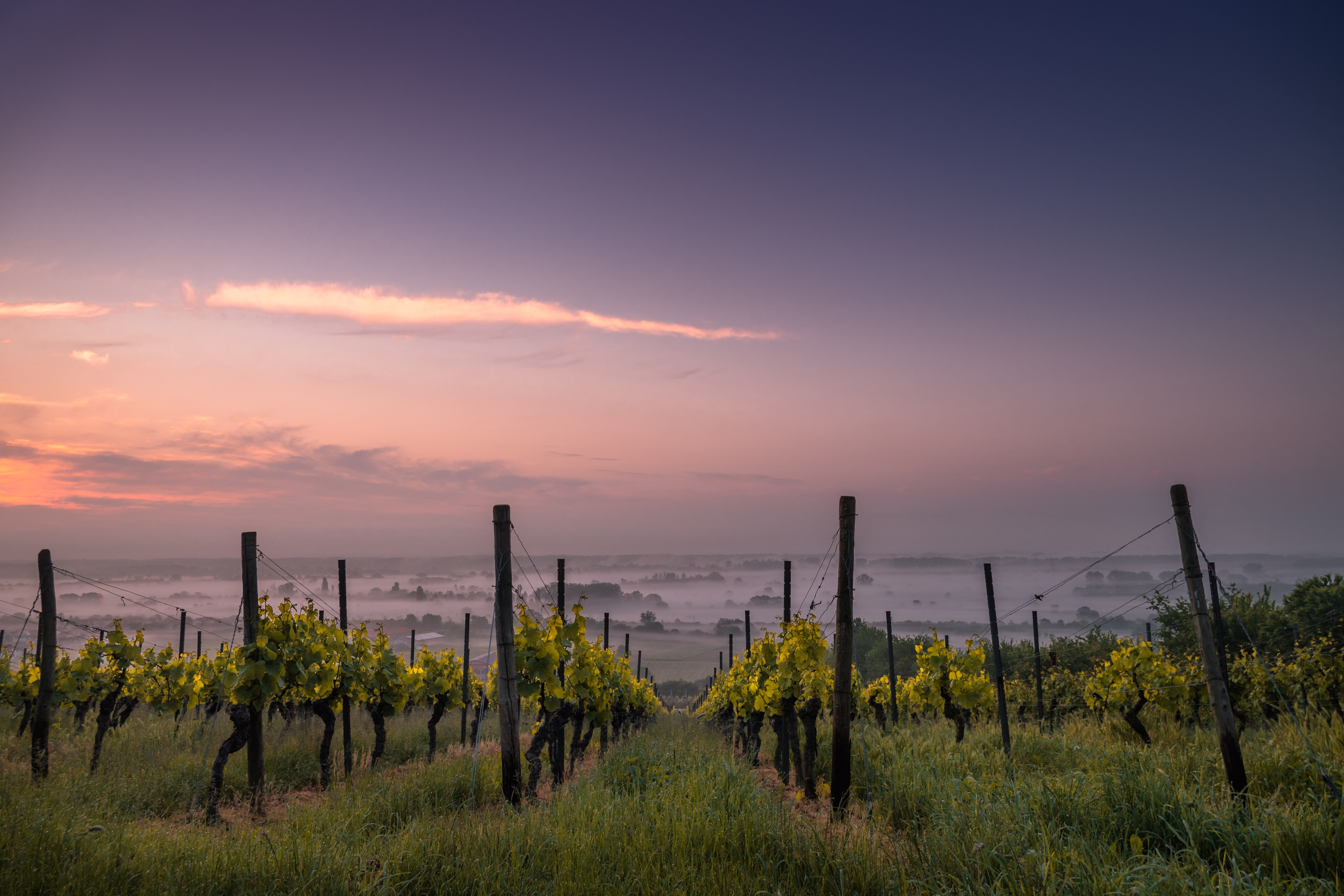 karsten-wurth-karsten-wuerth-49aQgxkOrO4-unsplash La-vendimia