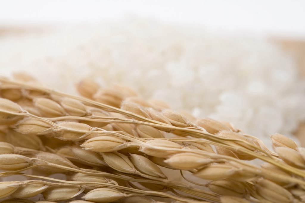 Denominación de Origen México Arroz de Morelos Saborearte