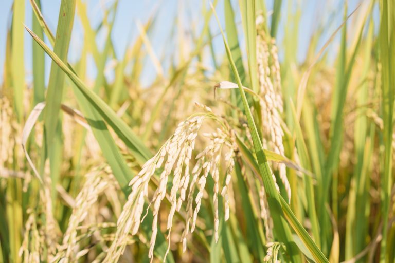 Denominación de Origen México Arroz de Morelos Saborearte