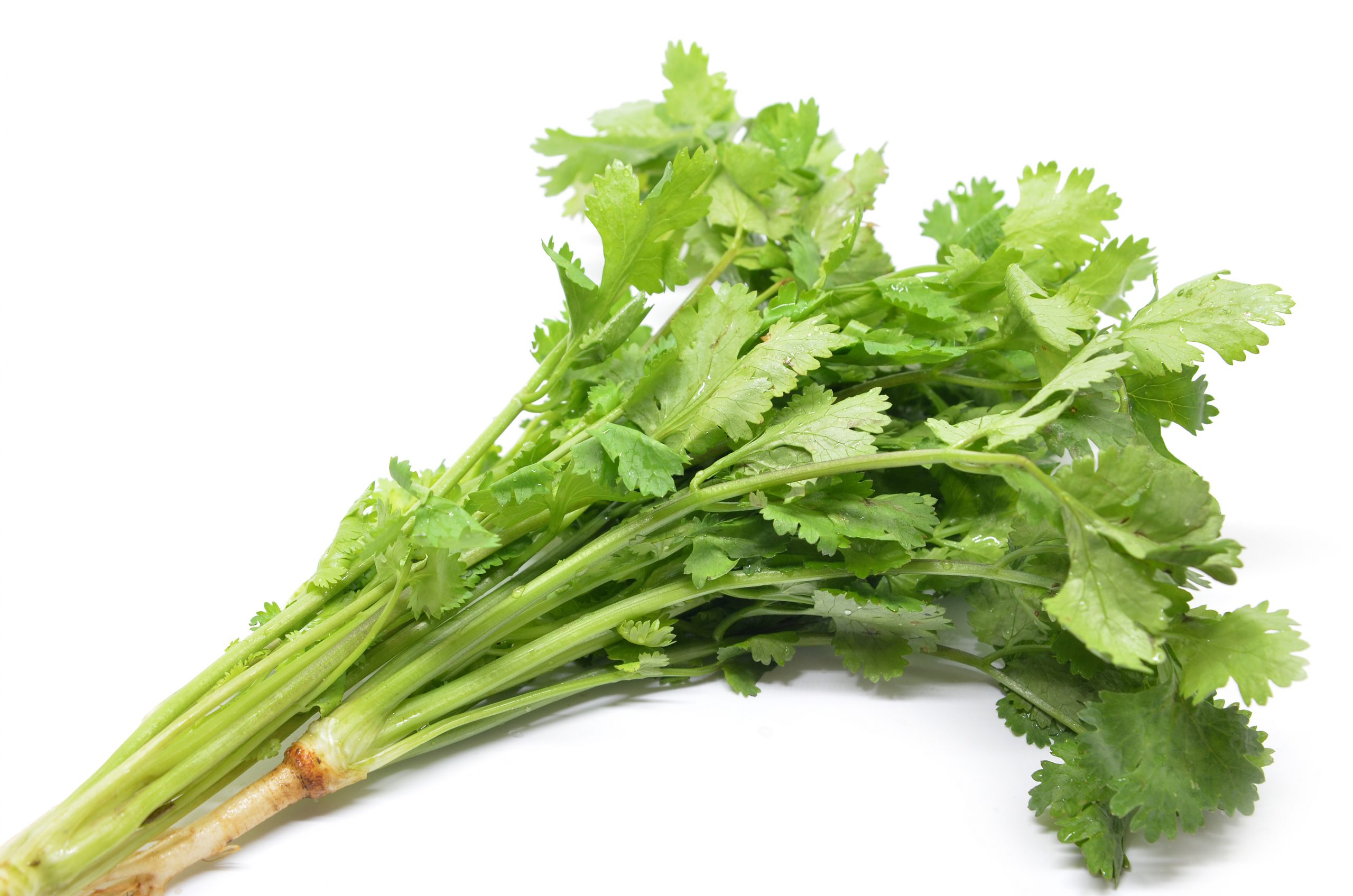 Fresh coriander bunch