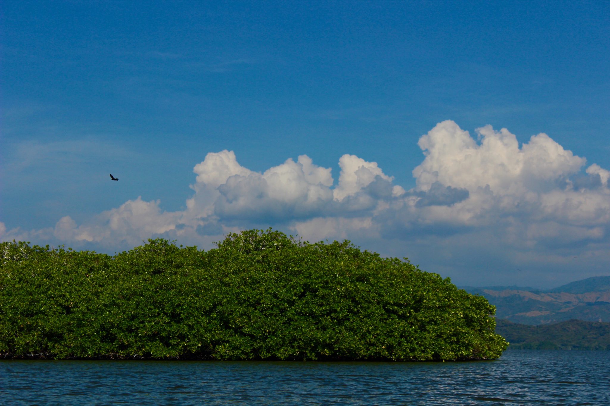 Puerto Escondido: sobre arena, cocina costeña, palmeras y sol | Saborearte