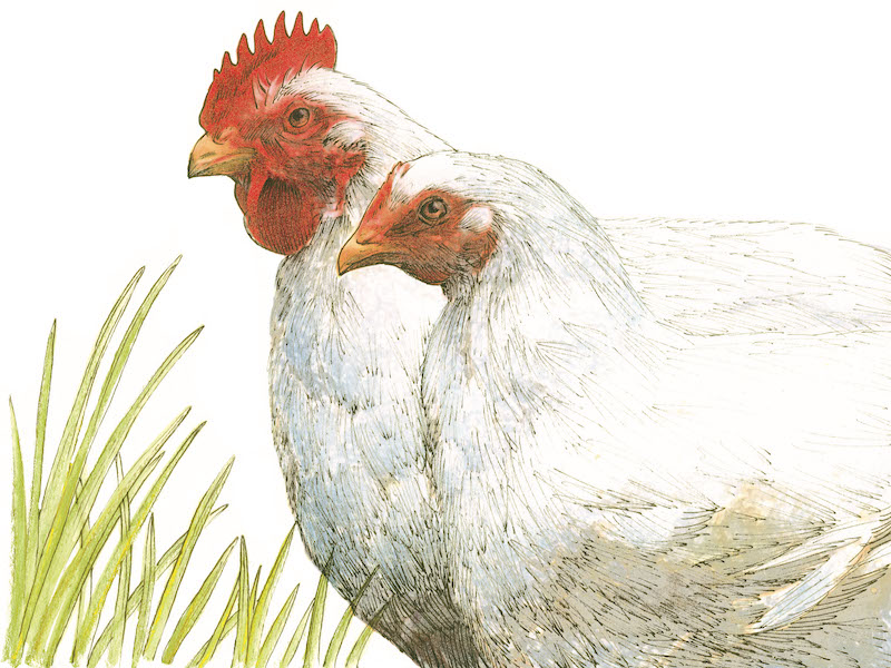 Sabes cuáles son las características de las gallinas y pollos orgánicos? |  Saborearte