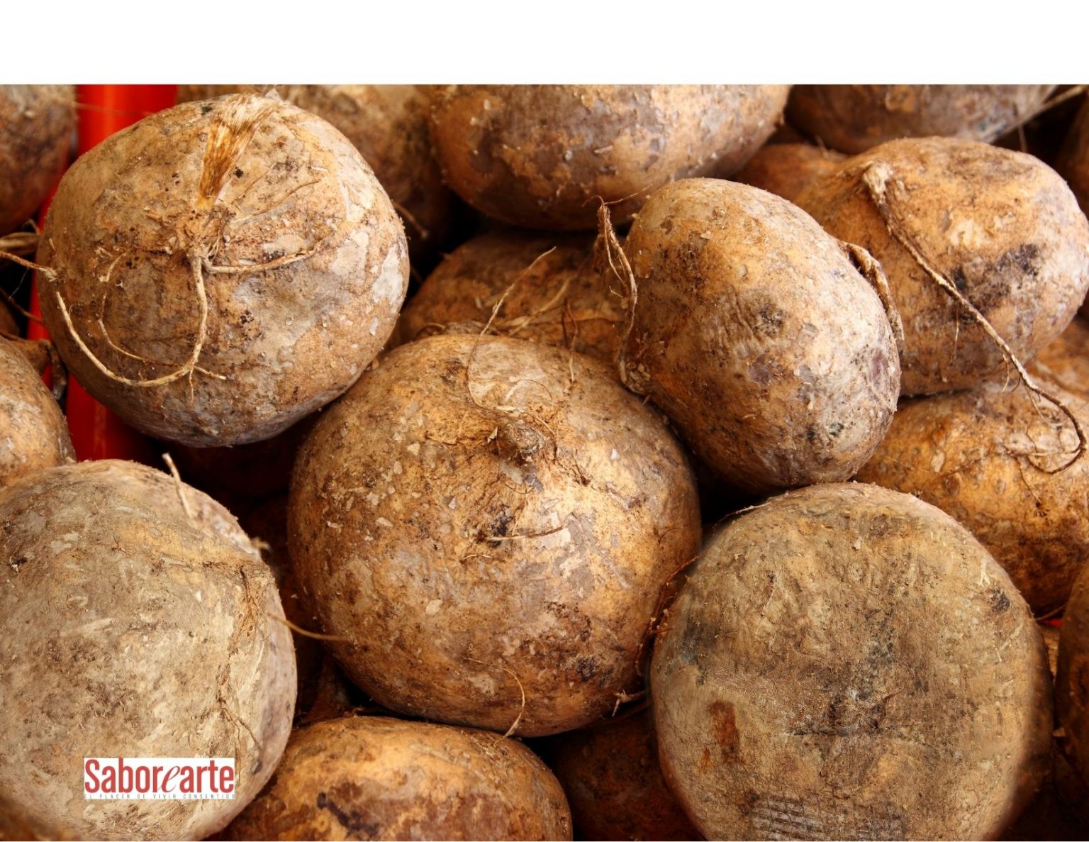 Jícama, delicia mexicana Saborearte