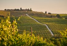 Malbec: evolución, técnica y consolidación de un varietal emblemático