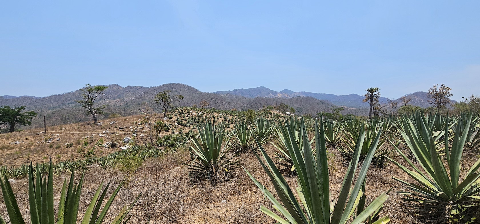 Raicilla, bebida ancestral de Costa Alegre | Saborearte