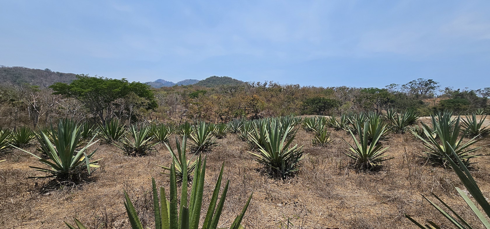 Ruta de la raicilla ancestral en Costa Alegre | Saborearte