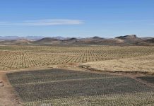 México Selection by CMB: 861 etiquetas compitieron en Chihuahua 2025