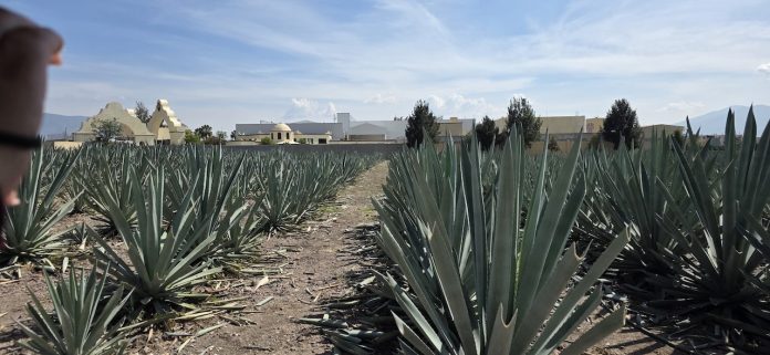 mezcal casa armando guillermo prieto oaxaca3