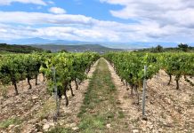 Nación de Vinos 2026: evento de vino mexicano en CDMX