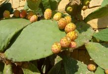 Xoconostle: básicos de la cocina mexicana