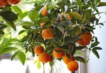 Cítricos: básicos de la cocina mexicana